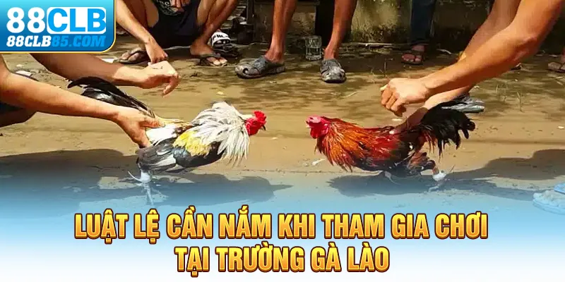 Luật lệ cần nắm khi tham gia chơi tại trường gà Lào