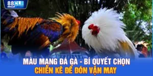 Màu mạng đá gà - Bí quyết chọn chiến kê để đón vận may