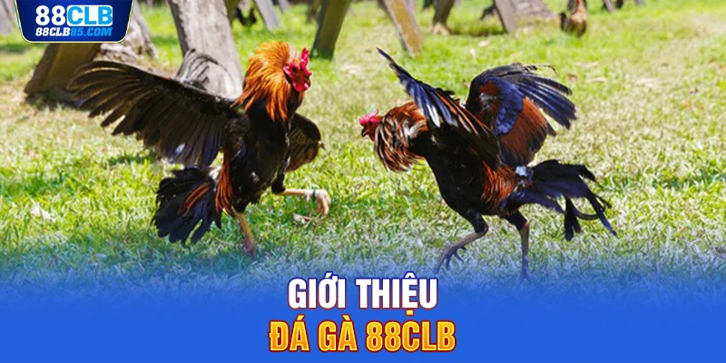 Giới thiệu đá gà 88CLB